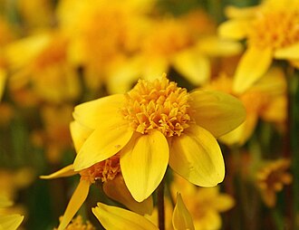 California Goldfields (Lasthenia californica)