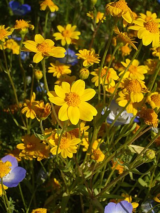 Yellowray Goldfields (Lasthenia glabrata)