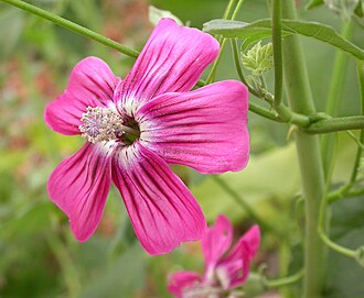 Island Mallow (Lavatera assurgentiflora)