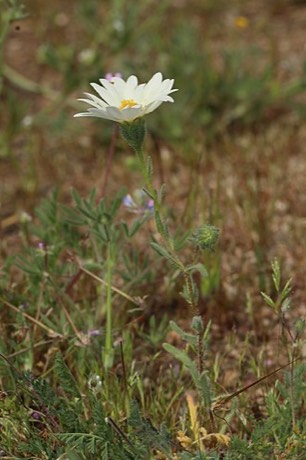 White Tidytips (Layia glandulosa)