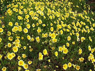 Tidy Tips (Layia platyglossa)