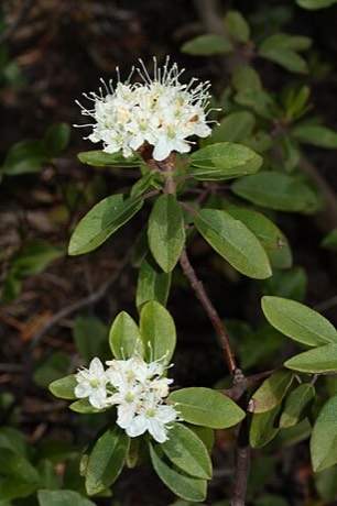 Western Labrador Tea (Ledum glandulosum)