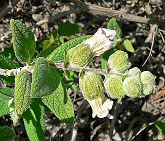 Pitcher Sage (Lepechinia calycina)
