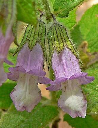 Island Pitcher Sage (Lepechinia fragrans)