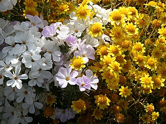 Large-flowered Leptosiphon (Leptosiphon grandiflorus)