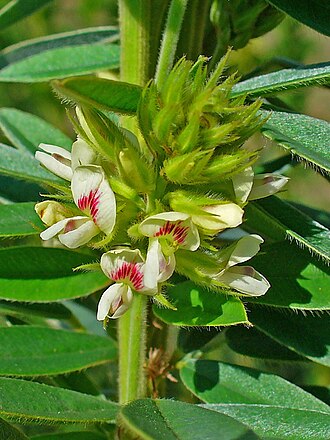 Roundhead Lespedeza (Lespedeza capitata)