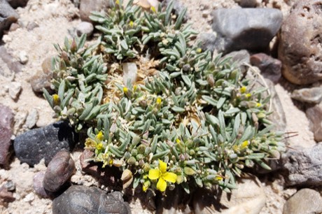 Arizona Bladderpod (Lesquerella arizonica)