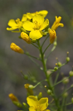 Spreading Bladderpod (Lesquerella gracilis)