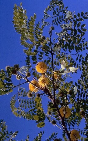 Goldenball Leadtree (Leucaena retusa)