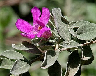 Texas Sage (Leucophyllum frutescens)