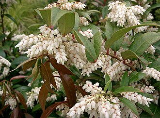 Coastal Doghobble (Leucothoe axillaris)