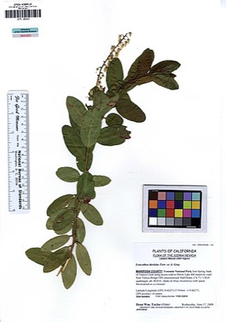 Sierra Laurel (Leucothoe davisiae)