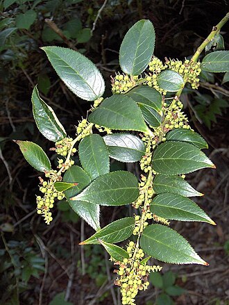 Doghobble (Leucothoe fontanesiana)