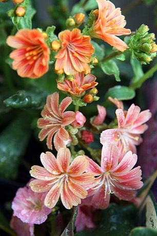 Cliff Maids (Lewisia cotyledon)