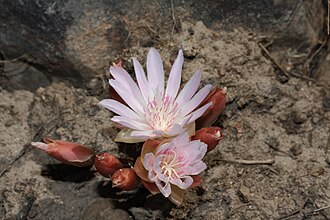 Bitterroot (Lewisia rediviva)