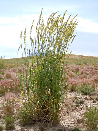 Great Basin Wild Rye (Leymus cinereus)