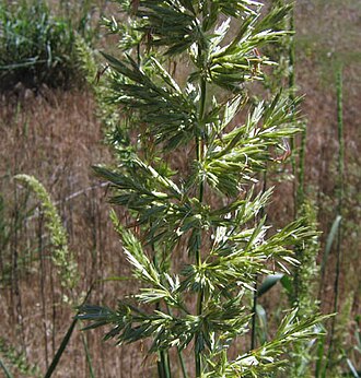 Giant Wild Rye (Leymus condensatus)