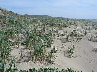 American Dunegrass (Leymus mollis)