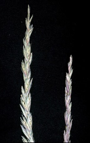 Beardless Wildrye (Leymus triticoides)