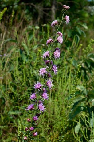 Rough Blazing Star (Liatris aspera)