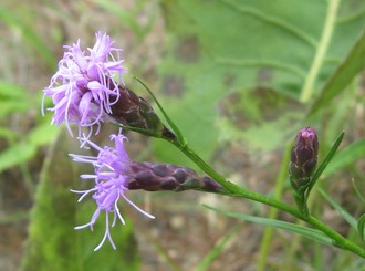 Cylindrical Blazing Star (Liatris cylindracea)