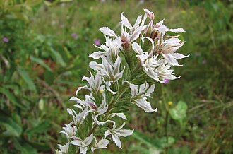 Pinkscale Blazing Star (Liatris elegans)
