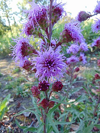 Rocky Mountain Blazing Star (Liatris ligulistylis)