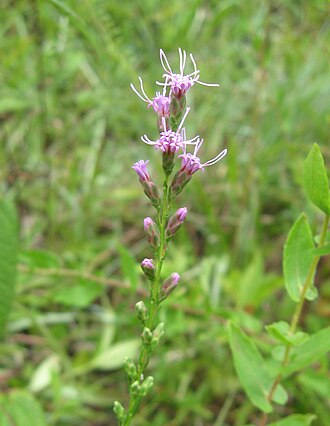 Smallhead Blazing Star (Liatris microcephala)