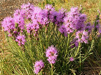 Dotted Blazing Star (Liatris punctata)
