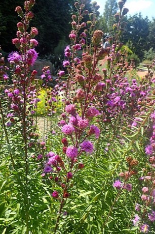 Devil's Bit Blazing Star (Liatris scariosa)