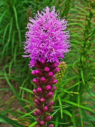 Dense Blazing Star (Liatris spicata)
