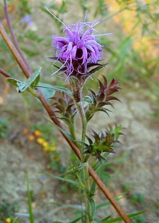 Scaly Blazing Star (Liatris squarrosa)