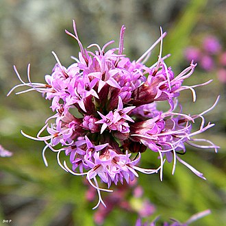 Shortleaf Blazing Star (Liatris tenuifolia)