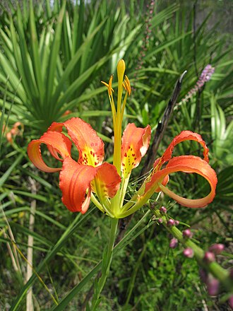 Pine Lily (Lilium catesbaei)