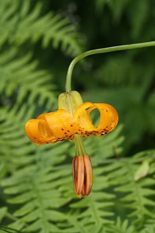 Columbia Lily (Lilium columbianum)