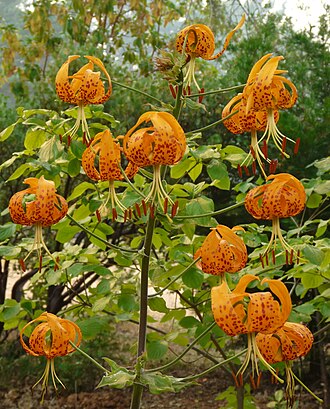 Humboldt Lily (Lilium humboldtii)