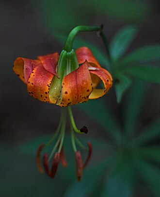 Carolina Lily (Lilium michauxii)