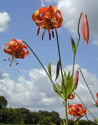 Michigan Lily (Lilium michiganense)