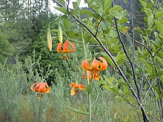 Leopard Lily (Lilium pardalinum)