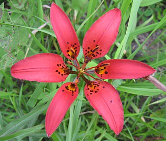 Wood Lily (Lilium philadelphicum)