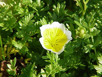 Douglas' Meadowfoam (Limnanthes douglasii)