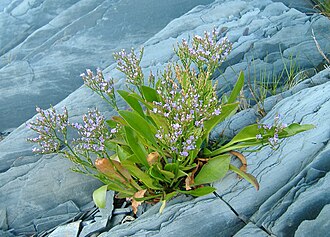 Sea Lavender (Limonium carolinianum)