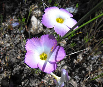 Fringed Linanthus (Linanthus dianthiflorus)