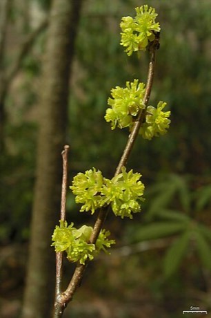 Northern Spicebush (Lindera benzoin)