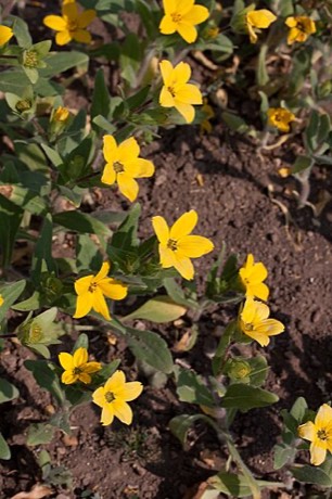 Texas Yellow Star (Lindheimera texana)