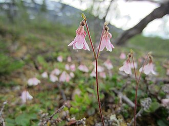 Twinflower (Linnaea borealis)