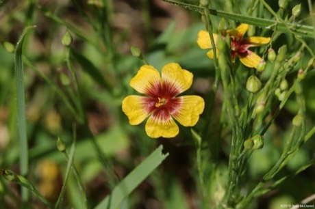 Texas Flax (Linum hudsonioides)