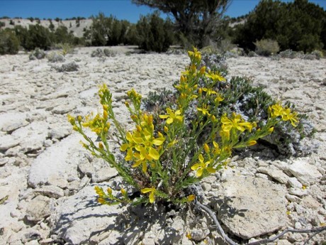King's Flax (Linum kingii)
