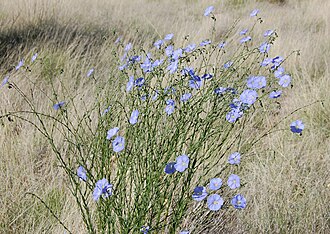 Blue Flax (Linum lewisii)