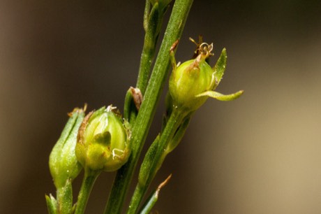 New Mexico Yellow Flax (Linum neomexicanum)